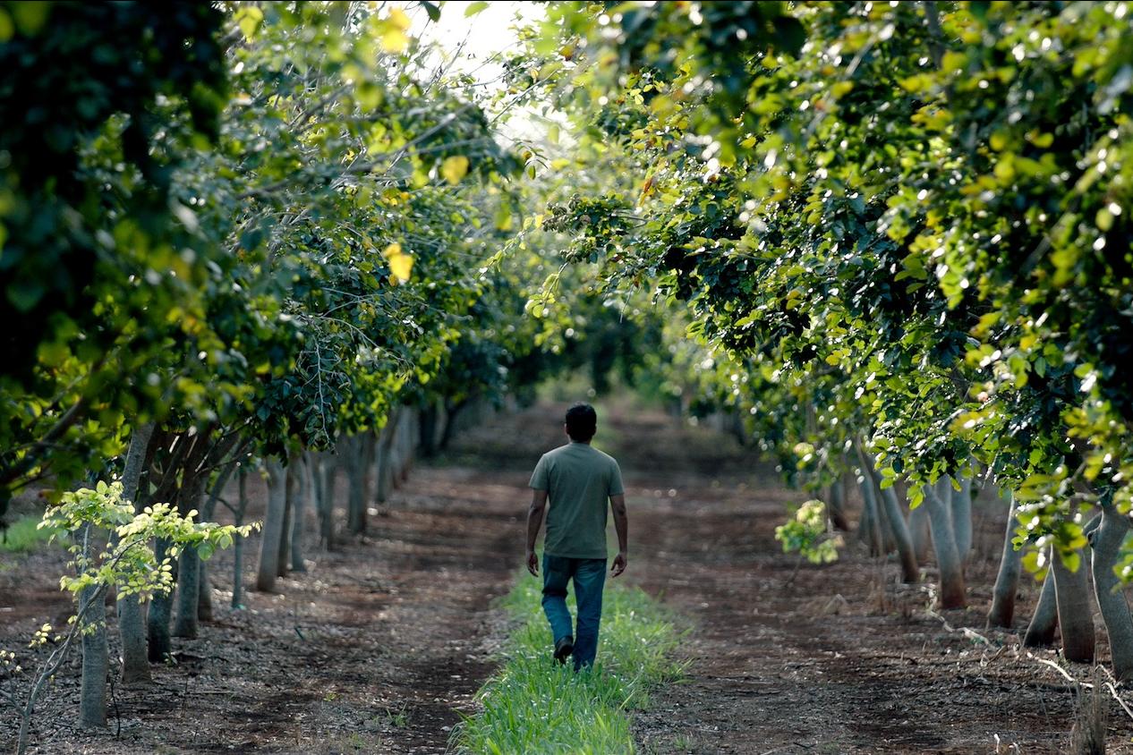 A farmer walks through a field of pongamia trees. 